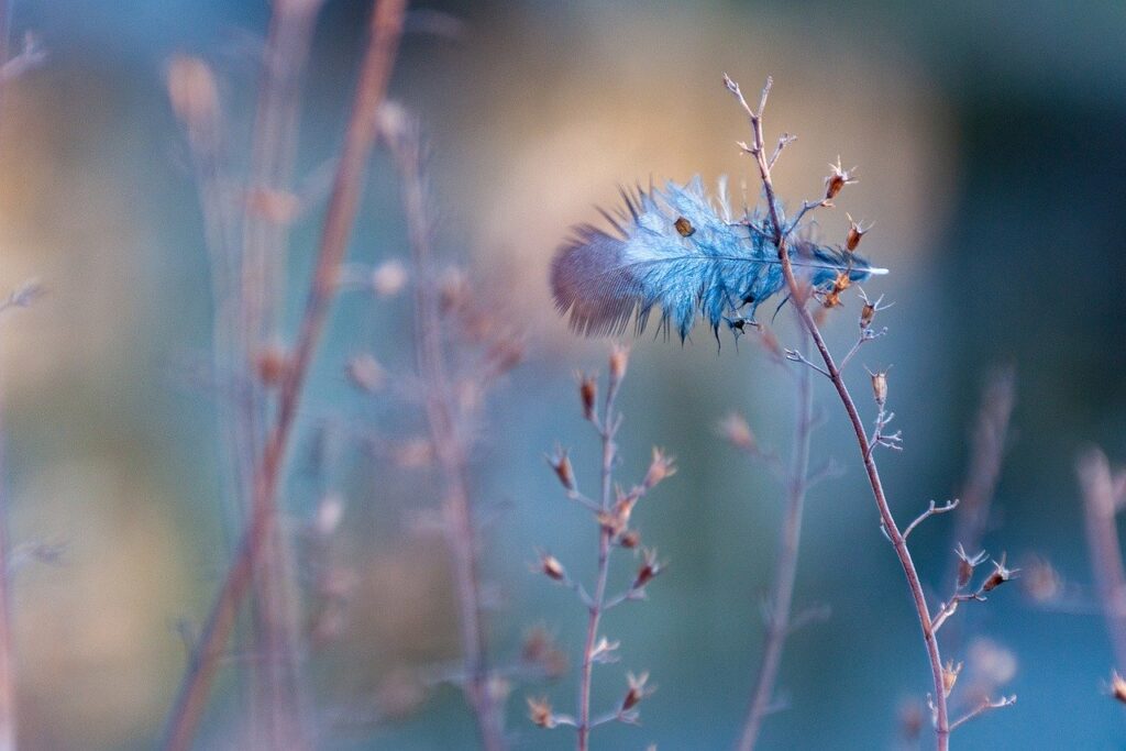 feather, nature, grasses-7009025.jpg